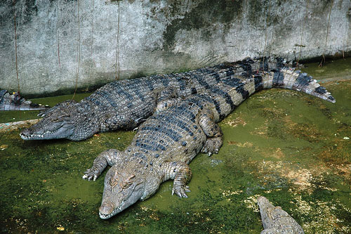 Филиппинский крокодил width=