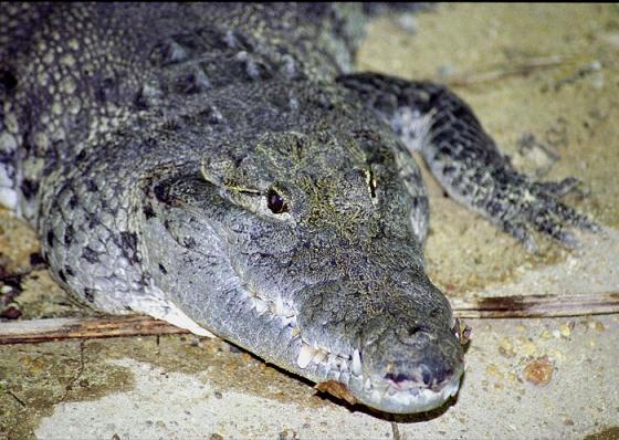 Центральноамериканский крокодил width=