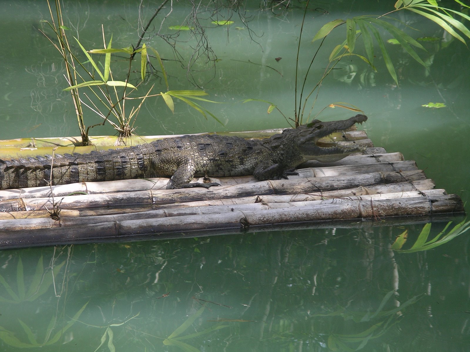 Центральноамериканский крокодил width=