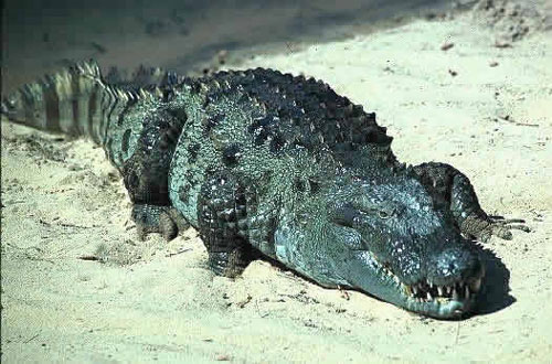 Болотный крокодил width=