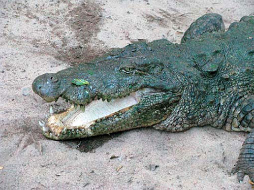 Болотный крокодил width=