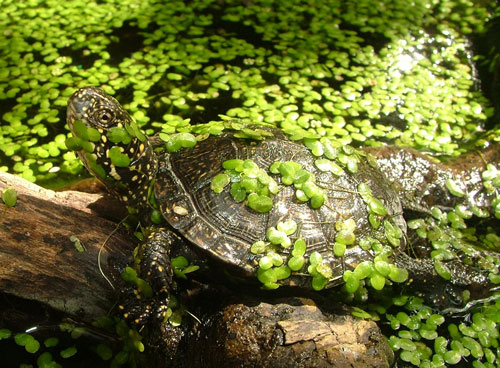 Европейская болотная черепаха width=