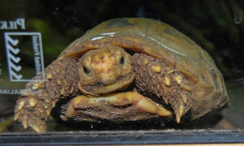 Желтоголовая индийская черепаха width=