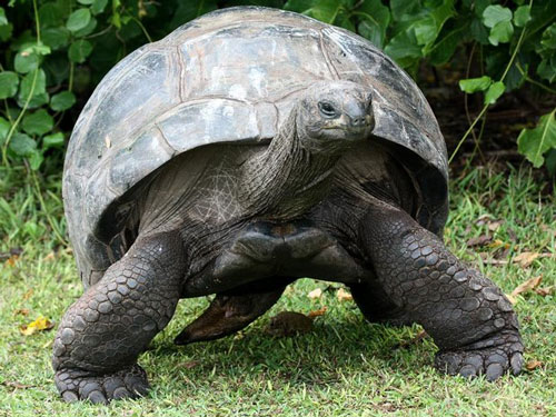 Гигантская черепаха width=