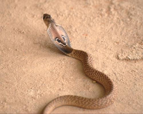 Очковая змея или индийская кобра width=