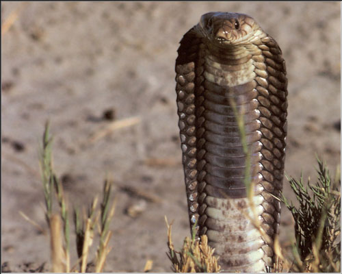 Очковая змея или индийская кобра width=