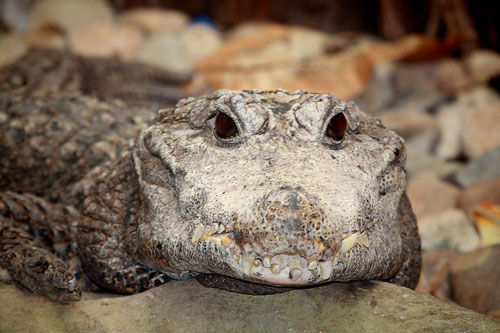 Тупорылый крокодил width=