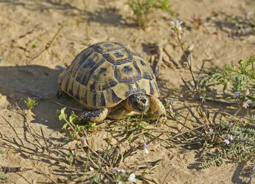 Средиземноморская черепаха width=