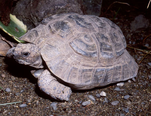 Средиземноморская черепаха width=