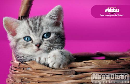 Котята в рекламе Whiskas