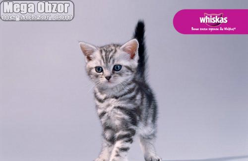 Котята в рекламе Whiskas