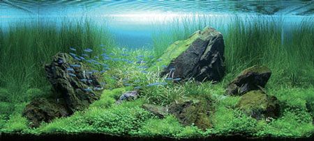 27 лучших природных аквариумов width=