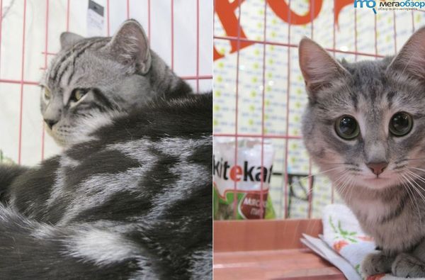 Выставка кошек в Казани width=