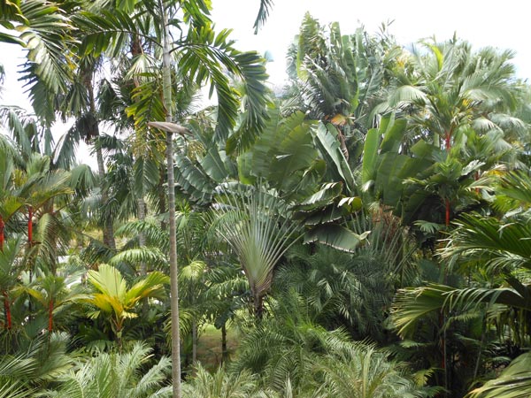 Nong Nooch Tropical Garden Pattaya width=