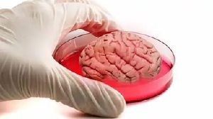 Новые искусственные выращенные мозги