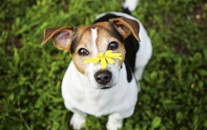 Приложение Megvii отслеживает потерянных собак по отпечаткам носа