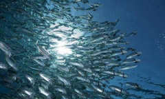 Нефтяные платформы способствуют увеличению популяции рыб, утверждают ученые