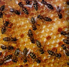 Пчелам грозит полное вымирание, утверждают ученые
