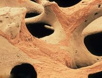 Аналог костной ткани человека разработали ученые