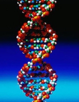 В геноме большинства людей есть 1-2 мутации