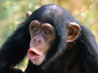 Шимпанзе мыслят, как дети 2-5 лет