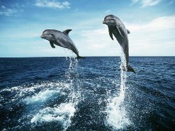 Дельфины, как и люди, имеют сложные социальные связи