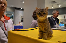 Очередная выставка кошек в Казани или свежая порция фотографий. Часть 2