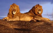 Будут клонировать пищерных львов