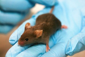 Ученые: Мыши вернулись из космического полета с повреждениями печени