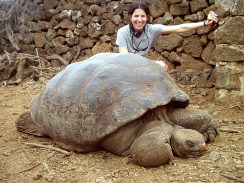 галапагосская черепаха width=