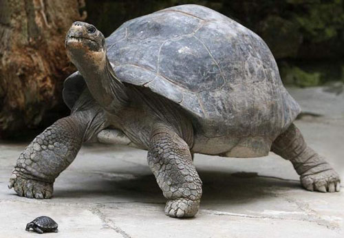 галапагосская черепаха width=