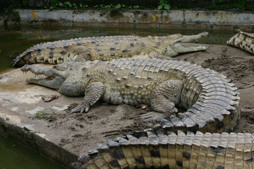 Оринокский крокодил width=