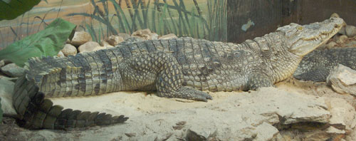Нильский крокодил width=