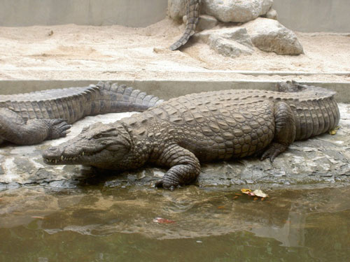 Нильский крокодил width=