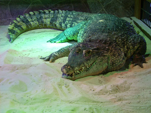Новогвинейский крокодил width=