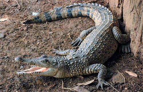 Новогвинейский крокодил width=
