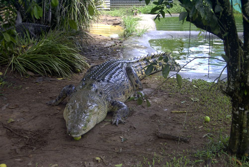 Гребнистый крокодил width=