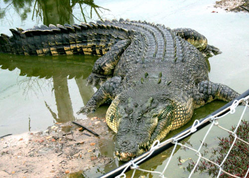 Гребнистый крокодил width=