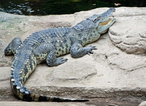 Сиамский крокодил width=