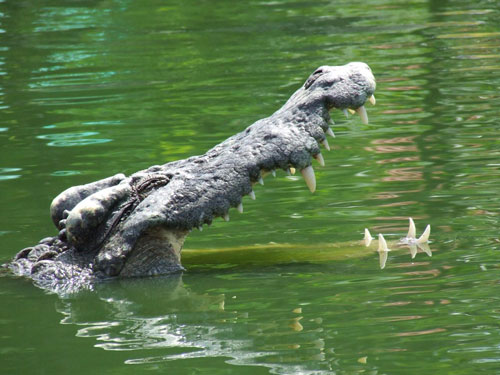 Сиамский крокодил width=