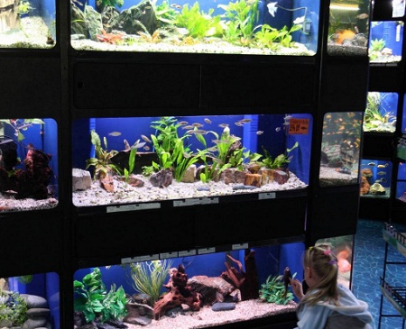 аквариумный магазин