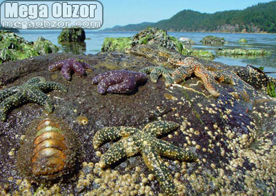 Морские молюски