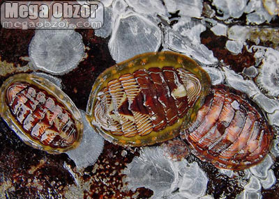 Морские молюски
