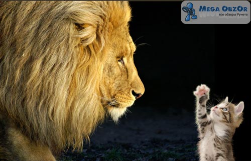 Лев и кот