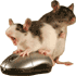 Сверхчувствительная крыса-робот