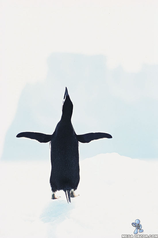 Клипарт пингвины width=