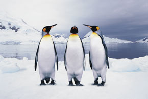 Клипарт пингвины width=