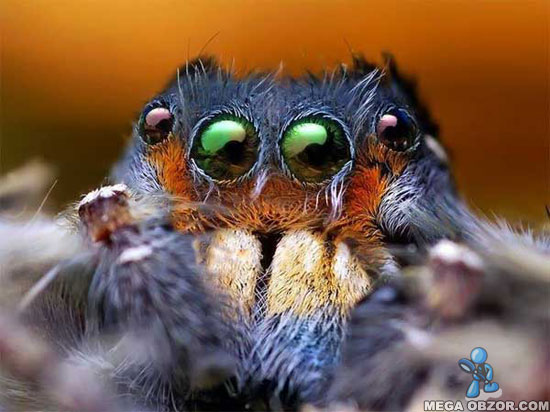 Клипарт макросъемка пауки