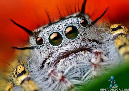 Клипарт макросъемка пауки