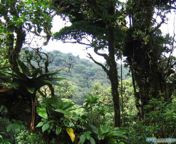 В Коста-Рике деньги растут на деревьях width=